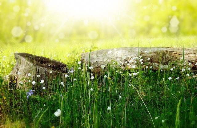 Summer scene with fresh green grass, small budding flowers, and a fallen log in a meadow